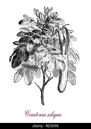 Ceratonia Siliqua Johannisbrotbaum Baum Johannisbrotbaum Frucht