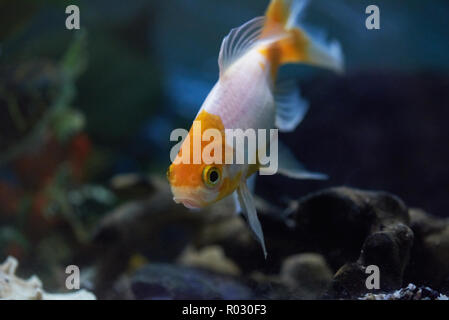 Ein Goldfisch in Blau aquarium Wasser in der Kamera Stockfoto