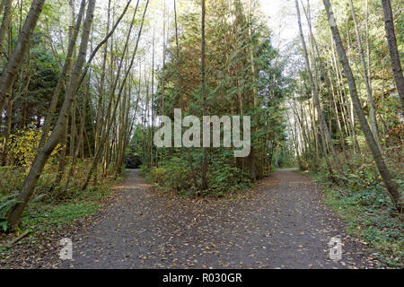 Unterschiedliche Pfade in Pacific Spirit Park, Vancouver, BC, Kanada Stockfoto