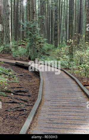 Boardwalk erhöhten Laufsteg auf einem Trail in Pacific Spirit Park, Vancouver, BC, Kanada Stockfoto