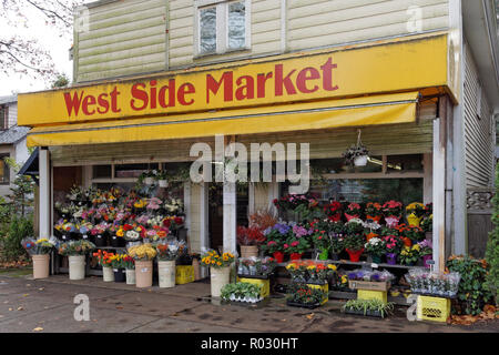 Trauben von bunten Blumen für den Verkauf außerhalb einer traditionellen Ecke Lebensmittelgeschäft in Dunbar, Vancouver, BC, Kanada Stockfoto