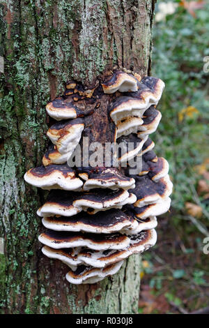 Rot Gürtel Fomitopsis pinicola conk Pilze auf den Stamm eines herbstlichen Baum im Pacific Spirit Park, Vancouver, BC, Kanada wachsenden Stockfoto