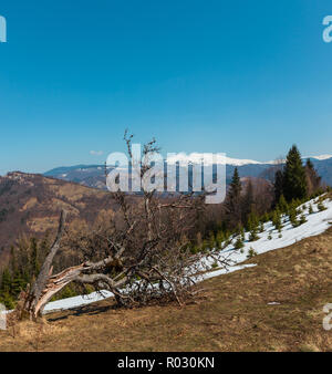 Der frühe Frühling Karpaten plateau Landschaft mit schneebedeckten Grat tops in weit, Ukraine. Stockfoto