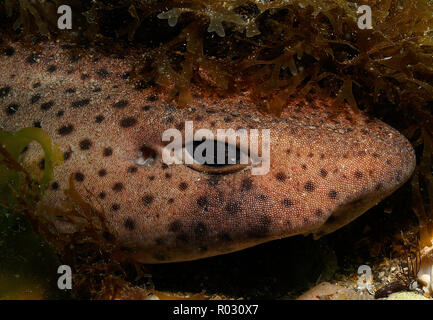 Digitale CameraDogfish in den Helford River Estuary, Cornwall, Großbritannien Stockfoto