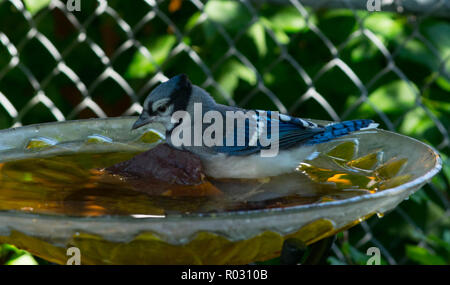 Junge Blue Jay genießen den Tag Stockfoto