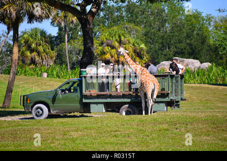 Tampa, Florida. Oktober 25, 2018 Personen, Safari und die Bilder von einer Giraffe in Busch Gardens Tampa Bay. Stockfoto