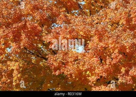 Herbstblätter - Herbstfarben ohne Hintergrund, orangefarbene Herbstblätter Stockfoto