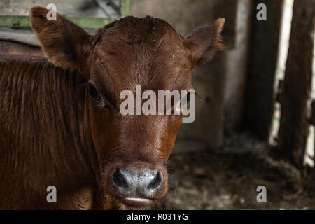 Cute kalb kuh stehend an am Bauernhof Landschaft Abschaltdruck Stockfoto