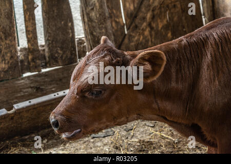 Cute kalb kuh stehend an am Bauernhof Landschaft Abschaltdruck Stockfoto