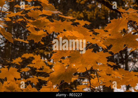 Goldene Herbst Blätter auf dem Baum im Wald Stockfoto