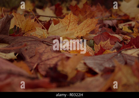 Bunte gefallen Herbst Blätter auf dem Boden Stockfoto