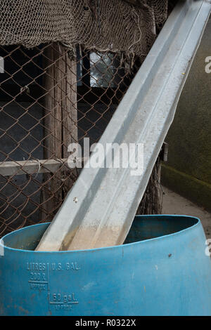 Ernte von Regenwasser in einem Bauernhaus. Frisches Wasser Mangel in der ländlichen Region der Ukraine. Stockfoto