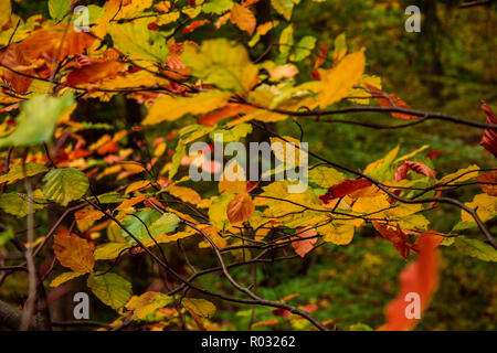 beautiful colorful autumn leaves in forest Stockfoto