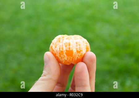 Person, eine Geschälte Mandarine in der Hand. Tropische essen Mandarin auf grünem Hintergrund. Stockfoto