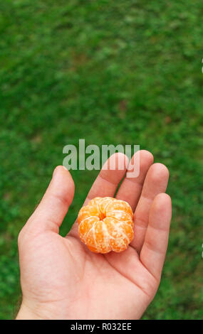 Person, eine Geschälte Mandarine in der Hand. Tropische essen Mandarin auf grünem Hintergrund. Stockfoto