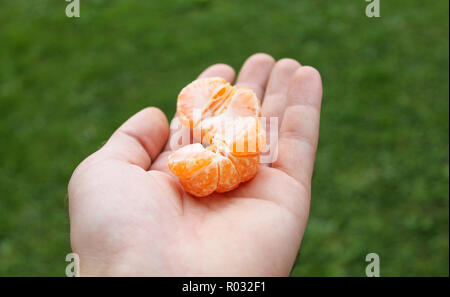 Person, eine Geschälte Mandarine in der Hand. Tropische essen Mandarin auf grünem Hintergrund. Stockfoto