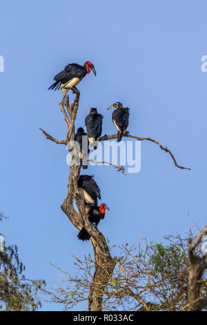 Südliche Hornrabe im Krüger Nationalpark, Südafrika; Specie Bucorvus leadbeateri Familie der Bucerotidae Stockfoto