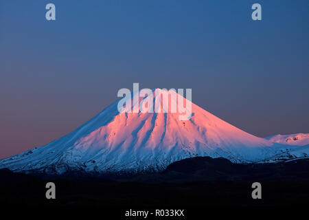 Alpenglühen auf Mt Ngauruhoe in der Morgendämmerung, Tongariro National Park, Central Plateau, North Island, Neuseeland Stockfoto