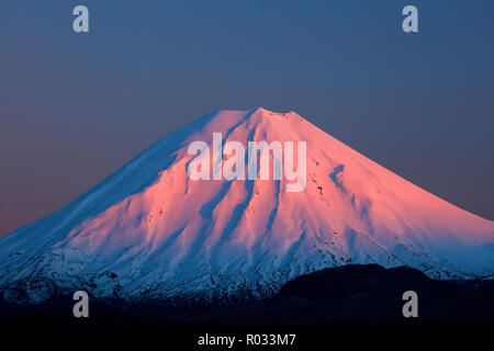 Alpenglühen auf Mt Ngauruhoe in der Morgendämmerung, Tongariro National Park, Central Plateau, North Island, Neuseeland Stockfoto