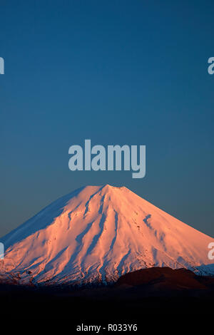 Alpenglühen auf Mt Ngauruhoe in der Morgendämmerung, Tongariro National Park, Central Plateau, North Island, Neuseeland Stockfoto