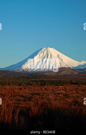 Erstes Licht auf Mt Ngauruhoe, Tongariro National Park, Central Plateau, North Island, Neuseeland Stockfoto