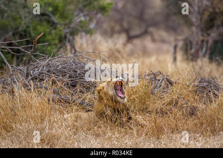 Afrikanischer Löwe im Krüger Nationalpark, Südafrika; Specie Panthera leo Familie der Felidae Stockfoto