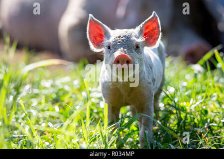 Ein neugieriges kleines Ferkel hat die Sonne hinter ihm, Beleuchtung, seine Ohren, in einem Feld in einem freien Bereich der Schweinehaltung in Neuseeland Stockfoto