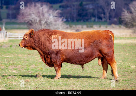 Eine riesige rote Devon Stier steht in einer Koppel auf einem Bauernhof in Canterbury, Neuseeland Stockfoto