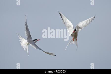 Zwei Küstenseeschwalben (Sterna Paradisaea) kämpfen über die Kolonie, Northumberland, England. Stockfoto