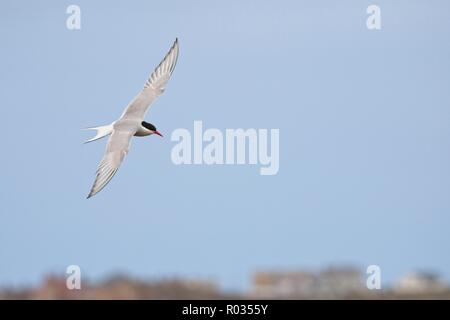 Eine Küstenseeschwalbe (Sterna Paradisaea) fliegen tief über den Strand auf die "Rückkehr in die Kolonie Stockfoto