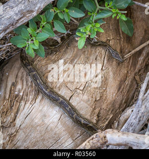African Rock python im Krüger Nationalpark, Südafrika; Specie Python sebae Familie der Pythonidae Stockfoto