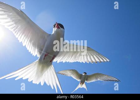 Ein paar der Küstenseeschwalben (Sterna Paradisaea) Angriff der Kamera als ich vorbei an der NEST-Website, auf der Farne Inseln, Northumberland. Stockfoto