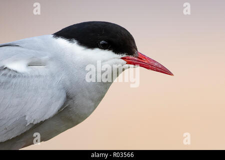 Nahaufnahme portrait einer Küstenseeschwalbe (Sterna Paradisaea), am Rande der Kolonie thront. Stockfoto