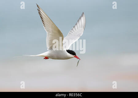 Eine Küstenseeschwalbe (Sterna Paradisaea) kehrt in die Kolonie mit einem Sandaal, Northumberland, England. Stockfoto