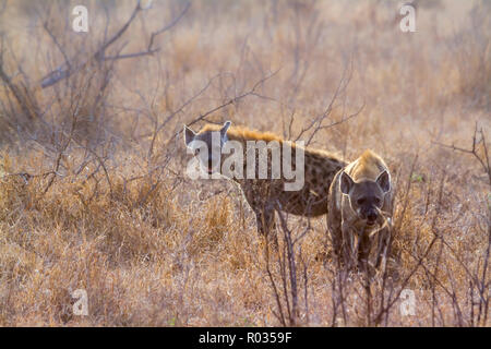 Tüpfelhyäne im Krüger Nationalpark, Südafrika; Gattung Crocuta crocuta Familie von Hyaenidae Stockfoto