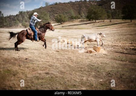 Mann mit dem Cowboyhut und ein Pferd reiten lassoes ein Kalb, da es über eine dy Paddock läuft. Stockfoto