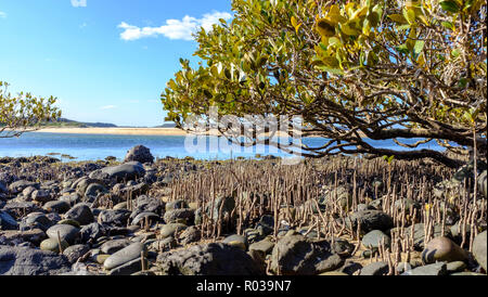 Australische Grey Mangrove (Avicennia marina) Baum, auf felsigen Strand, Mangroven natürliche Tsunami Schutz und die CO2-Abscheidung, Australien, NSW Stockfoto