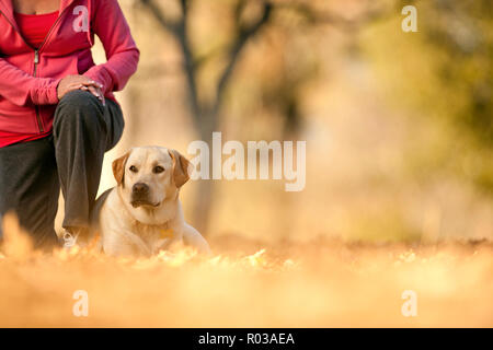 Golden Labrador Liegen in einem Feld neben der Eigentümer. Stockfoto