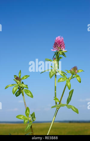 Blühende Pflanze von Klee vor dem Hintergrund der Feld- und Himmel in wolkenlosen Tag Stockfoto