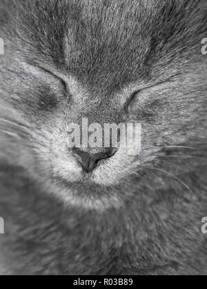 Grau britische Katze schläft. Nahaufnahme Stockfoto