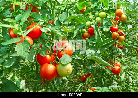 Viele Trauben mit reife rote und unreife grüne Tomaten, dass der Anbau im Gewächshaus Stockfoto