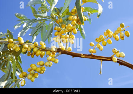 Zweig der Reifung wilden Olivenbäumen mit gelben Früchten auf dem Hintergrund des blauen Himmels in schönen sonnigen Tag Stockfoto