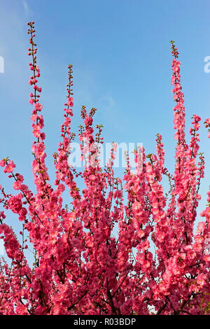 Sakura Blossom. Junge Blütezeit Sakura schießt auf einem Hintergrund der blaue Himmel Stockfoto