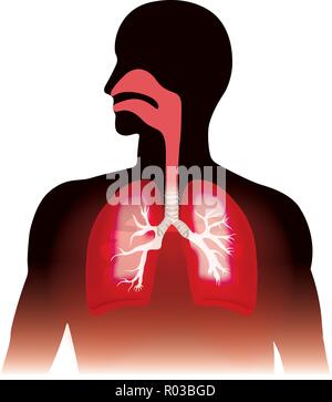 Die lunge und die Atmung. Anatomie Grafik, Illustration. Stock Vektor