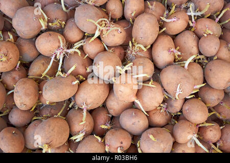 Haufen Kartoffeln Knollen mit gekeimten Sprossen vor dem Einpflanzen in die Erde im Frühling Stockfoto