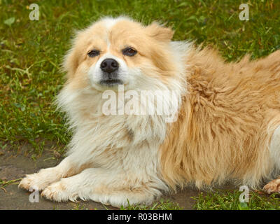 Portrait von alten Hund im Freien auf grünem Gras Hintergrund Stockfoto