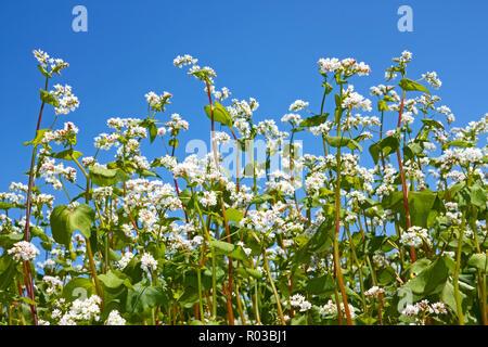 Gruppe von blühenden Pflanzen Buchweizen close-up auf dem Hintergrund der wolkenlosen blauen Himmel Stockfoto