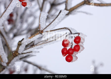 Rot Gefüllte Schneeball Beeren (Lateinisch: Viburnum opulus) bedeckt mit Raureif hängt an einem Ast gegen einen grau-blauen Himmel Stockfoto
