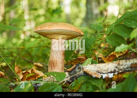 Genießbare Steinpilze (Boletus edulis) wachsen auf einer Waldlichtung an einem sonnigen Sommertag Stockfoto