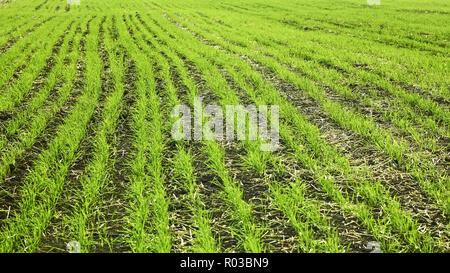 Feld gesät mit Reihen von Weizen Pflanzen im Herbst Stockfoto